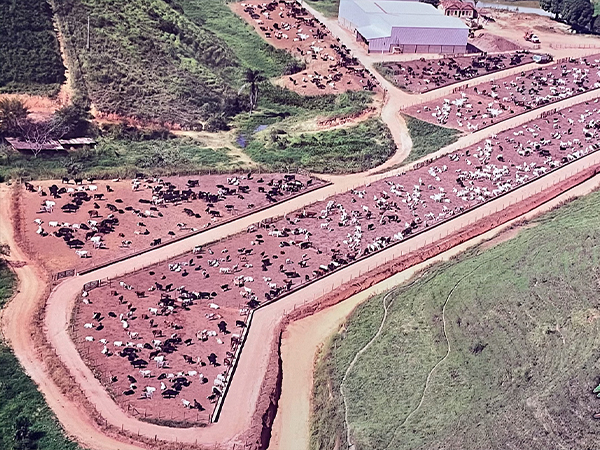 Cultura e Diferenciais